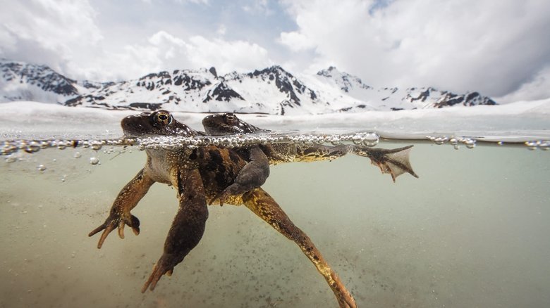 The Sanctuary: Survival Stories of the Alps