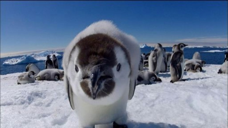 Penguins: Spy in the Huddle: Growing Up