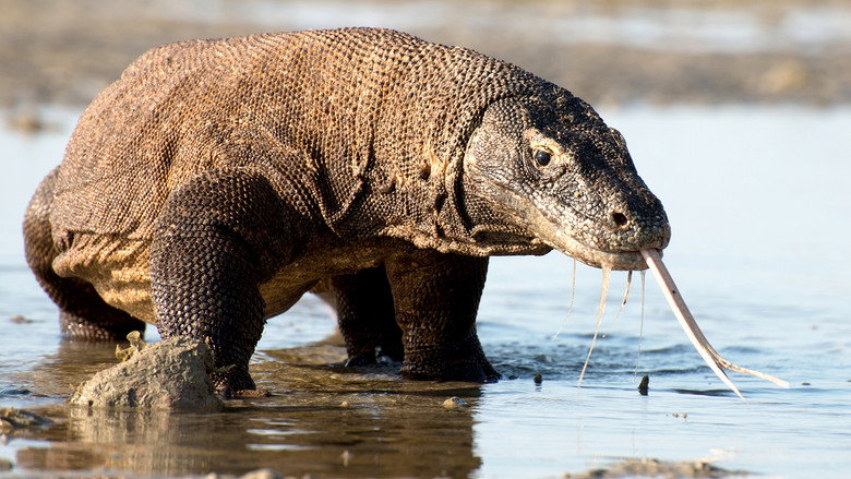 Still from Planet Earth II - Season 1 Episode 1