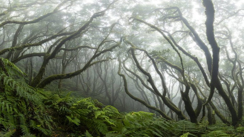 Imatge de Anaga, Naturaleza Infinita