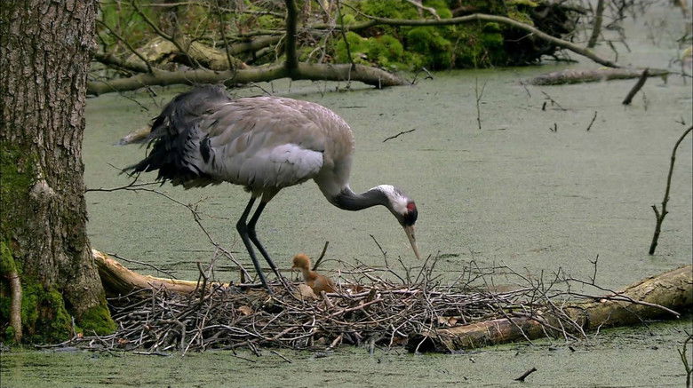 Still image for Wild Germany season 1 episode 1: The Spree Forest