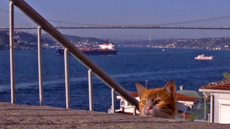 Still image for Mitsuaki Iwago's World “Cats” Travelogue season 1 episode 1: Istanbul Still image for Mitsuaki Iwago's World “Cats” Travelogue season 1 episode 1: Istanbul