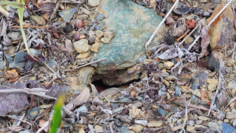 Still image for Au royaume des fourmis season 1 episode 1: Episode 1