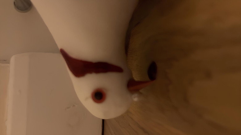 Imatge de Bird, Oh Bird