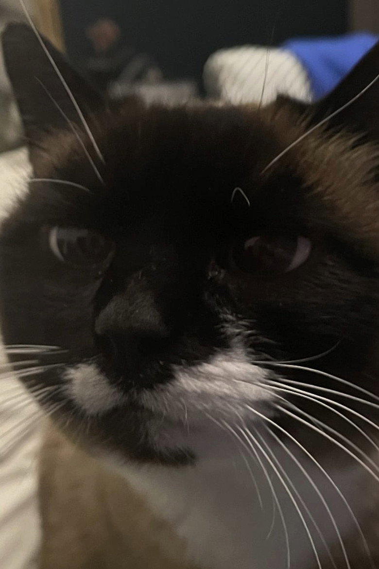 Cookie the cat background