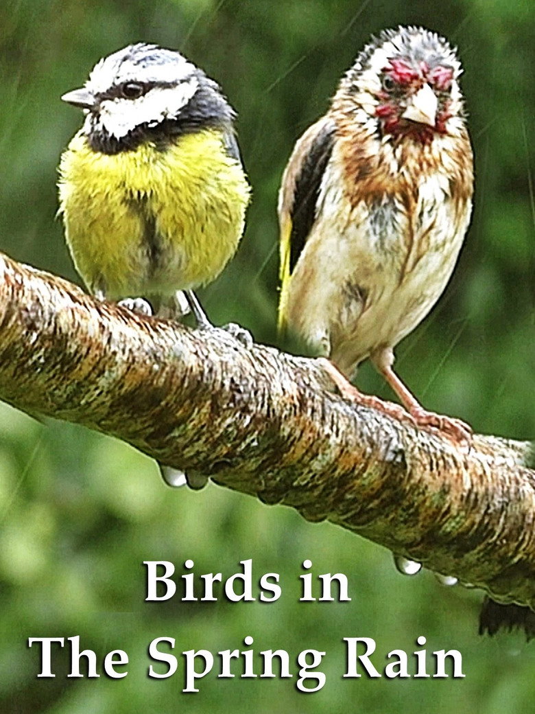 Imatge de Birds of the Backyard: Spring in to Summer