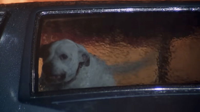 Image d'arrière-plan 10 du film Dent pour dent