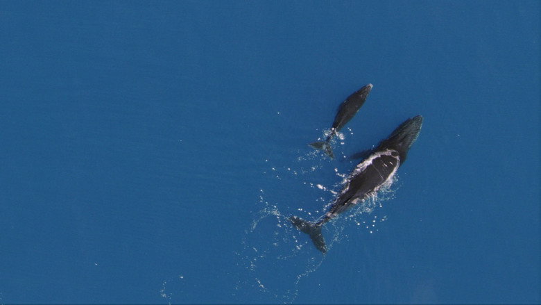 Still from Planet Earth - Season 1 Episode 9