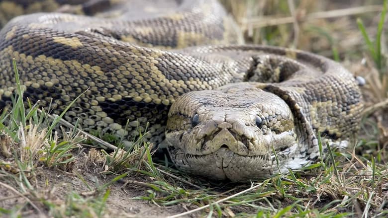 La mort au bout des crocs