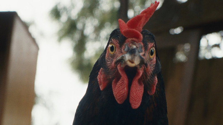 Hen image 5