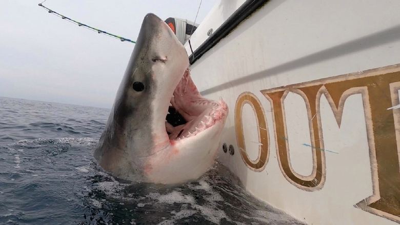 Great White (Film, 2021) - MovieMeter.nl