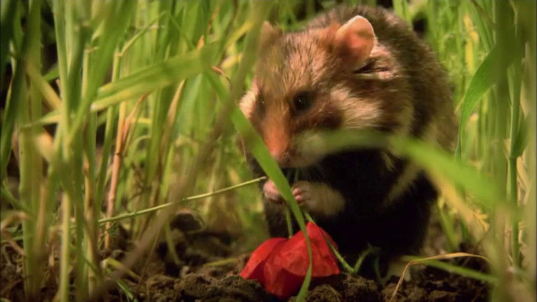 Still image for If I Were an Animal season 1 episode 17: If I Were an Hamster Still image for If I Were an Animal season 1 episode 17: If I Were an Hamster