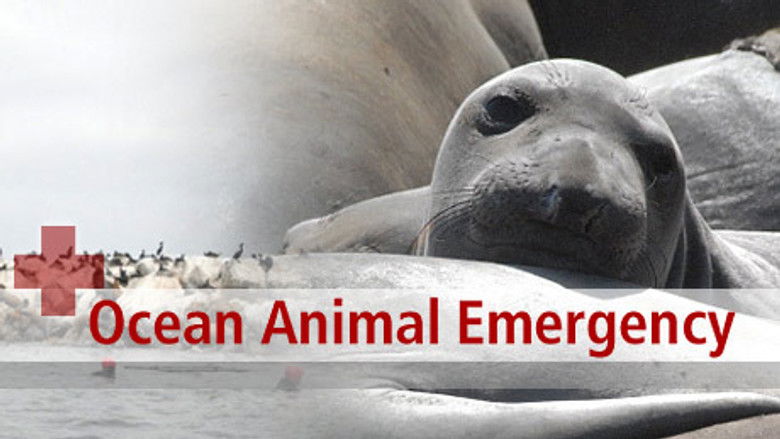 Ocean Animal Emergency