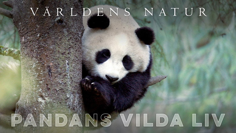Panda Goes Wild galeri 9