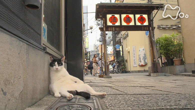 Still image for Mitsuaki Iwago's World “Cats” Travelogue season 1 episode 118: Osaka Still image for Mitsuaki Iwago's World “Cats” Travelogue season 1 episode 118: Osaka
