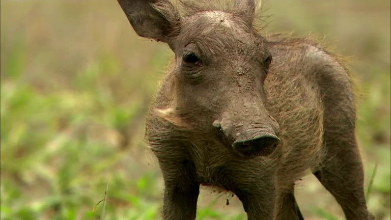 Still image for If I Were an Animal season 1 episode 8: If I Were a Warthog Still image for If I Were an Animal season 1 episode 8: If I Were a Warthog