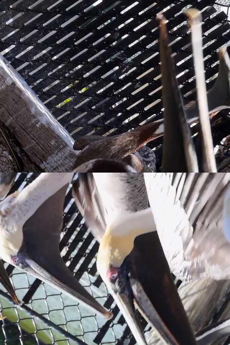 Imatge de Pelican Radio