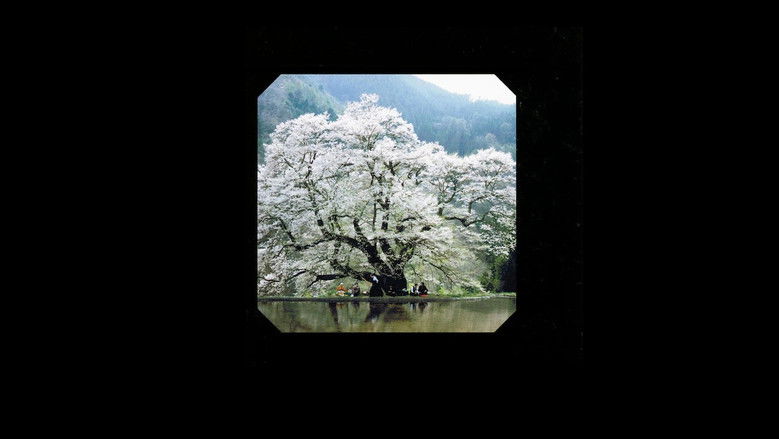 Image d'arrière-plan 1 du film 美式天然