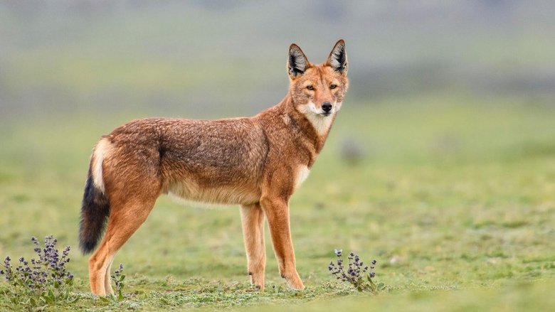 Still image for Queens season 1 episode 5: Mountain Queens Still image for Queens season 1 episode 5: Mountain Queens