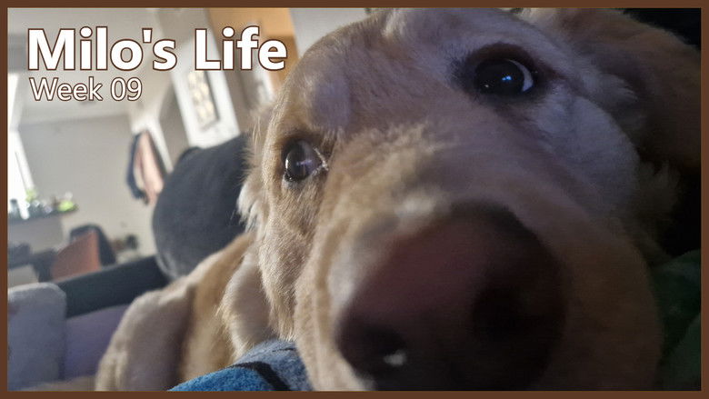 Still image for Milo's Life season 1 episode 9: Naps Make Life Better | Week 09 Still image for Milo's Life season 1 episode 9: Naps Make Life Better | Week 09