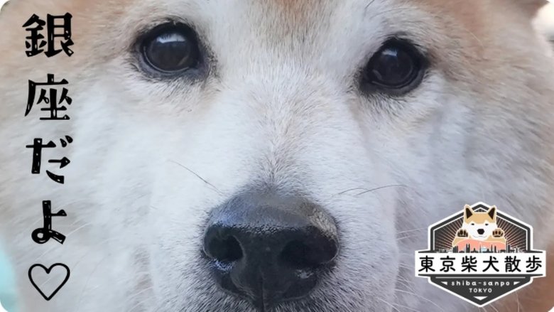 Still image for 東京柴犬散歩 season 1 episode 2: Episode 2