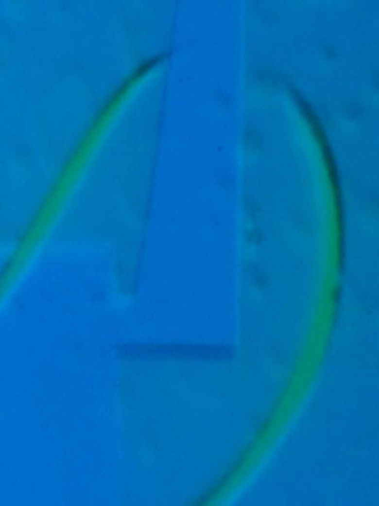 Imatge de Celery Stalks at Midnight