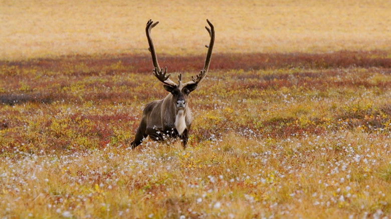 Ultimate Zoo backdrop 1