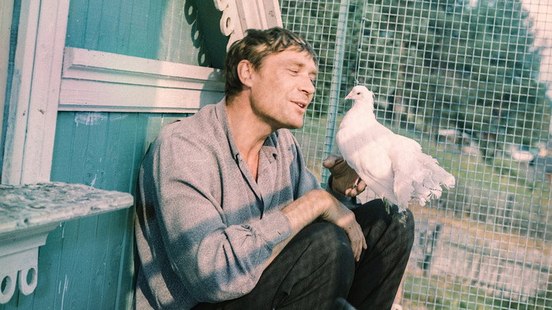Amour et Pigeons 1