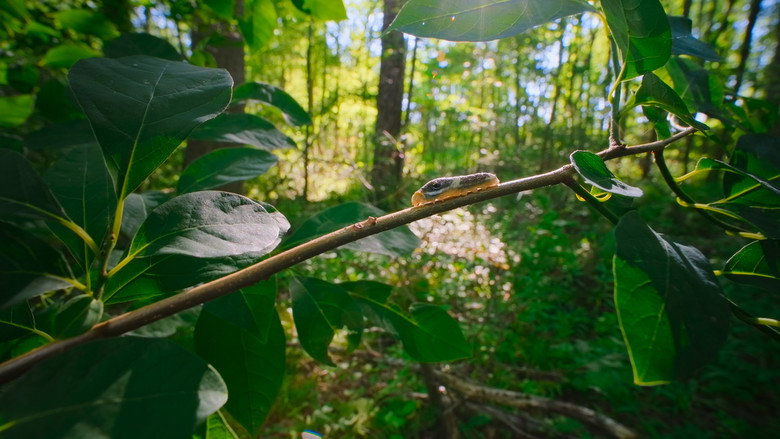Still from The Secret Lives of Animals - Season 1 Episode 6