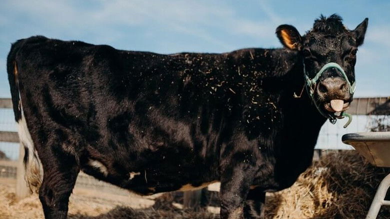 Still image for Saved By The Barn season 1 episode 2: Buttercup Stampede Still image for Saved By The Barn season 1 episode 2: Buttercup Stampede