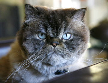 Still image for Flipping Out season 1 episode 2: Under Pressure Still image for Flipping Out season 1 episode 2: Under Pressure