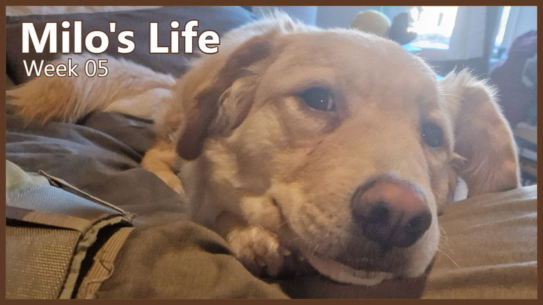 Still image for Milo's Life season 1 episode 5: Slow Days | Week 05 Still image for Milo's Life season 1 episode 5: Slow Days | Week 05