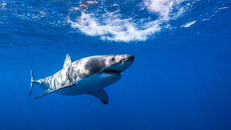 Shallow Water Invasion (2025)