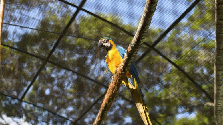Imatge de Guacamayas: El vuelo en una ciudad que no deja de crecer