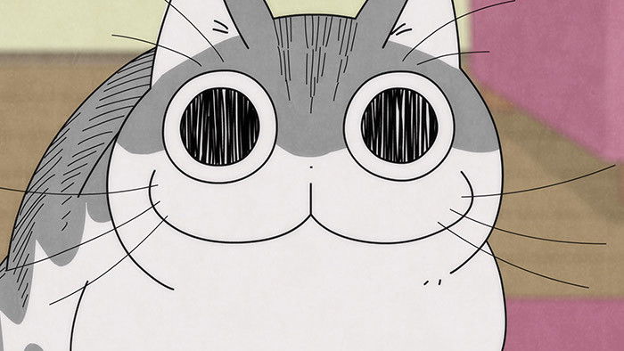 Still image for Nights with a Cat season 1 episode 30: Night 30: The Cat Is Staring at Something