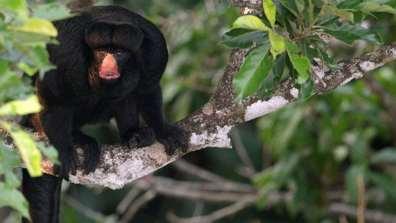 Still image for Brazil Untamed season 1 episode 6: Amazon Monkey Still image for Brazil Untamed season 1 episode 6: Amazon Monkey