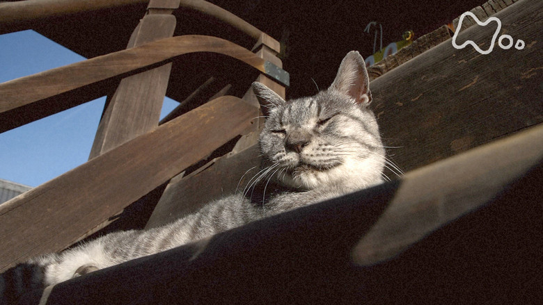 Still image for Mitsuaki Iwago's World “Cats” Travelogue season 1 episode 135: Kyoto Still image for Mitsuaki Iwago's World “Cats” Travelogue season 1 episode 135: Kyoto