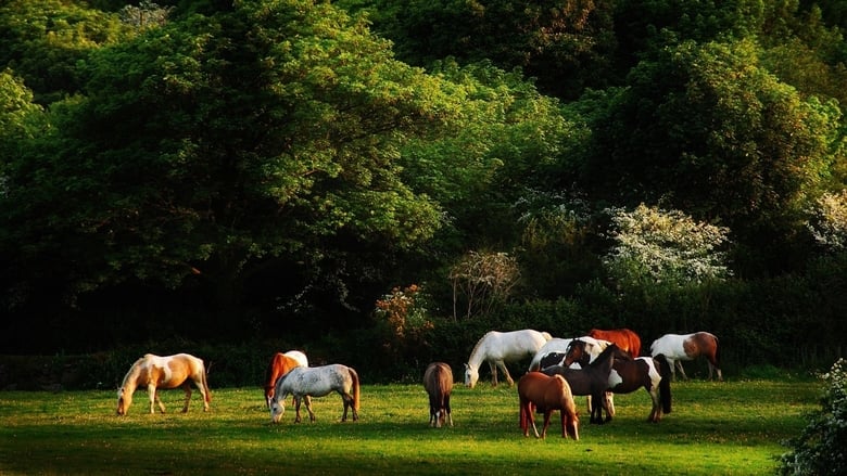 Regarder Voleurs de chevaux complet