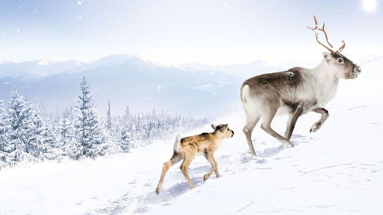 A Reindeer’s Journey