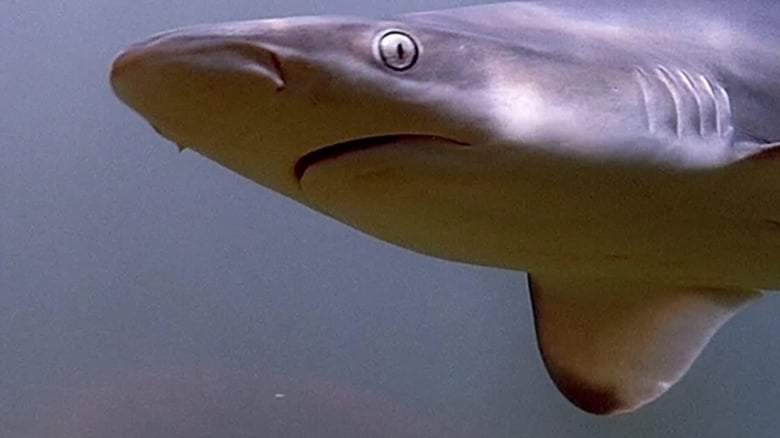 Still image for When Sharks Attack season 1 episode 1: Florida Frenzy Still image for When Sharks Attack season 1 episode 1: Florida Frenzy