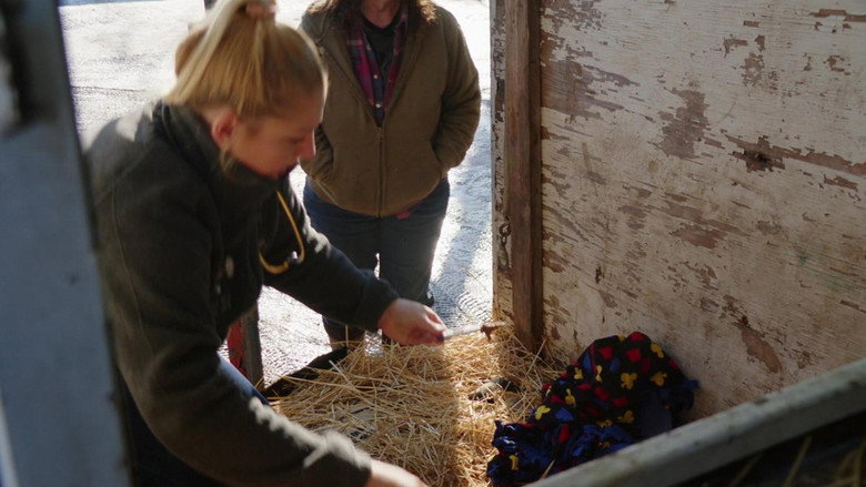 Still from The Incredible Dr. Pol - Season 24 Episode 3