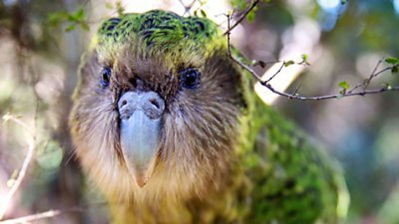 Still image for New Zealand: Earth's Mythical Islands season 1 episode 3: New Arrivals