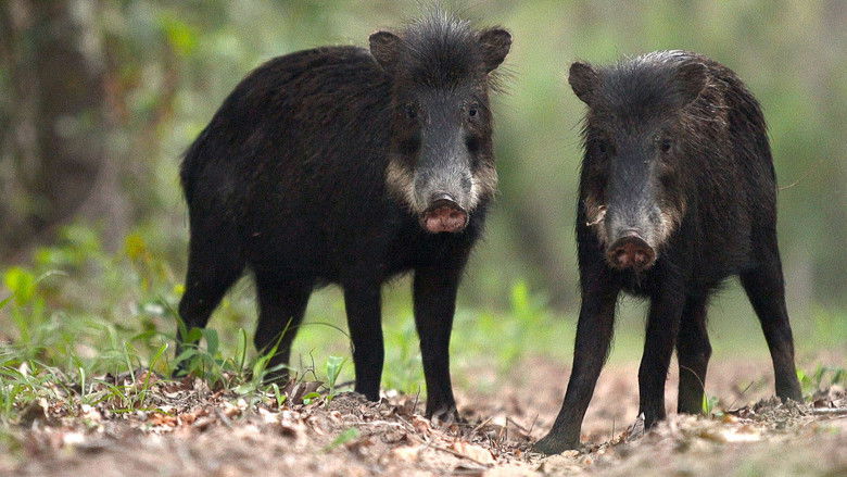 Still image for Brazil Untamed season 1 episode 3: Peccary Party Still image for Brazil Untamed season 1 episode 3: Peccary Party