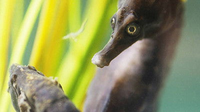 Still image for Crazy Monster season 1 episode 7: Sea Creatures Still image for Crazy Monster season 1 episode 7: Sea Creatures