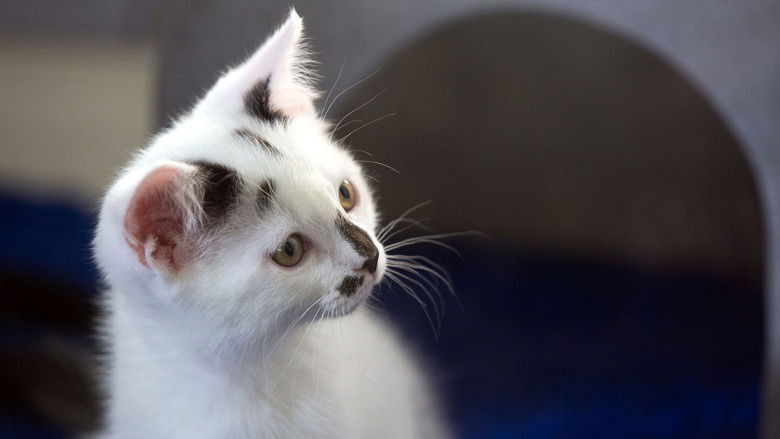 Still image for Cat Watch 2014: The New Horizon Experiment season 1 episode 1: A Cat's Eye View Still image for Cat Watch 2014: The New Horizon Experiment season 1 episode 1: A Cat's Eye View