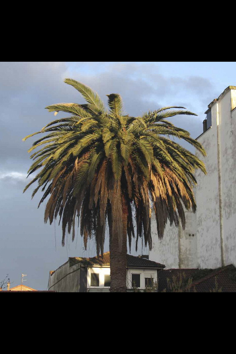 Imatge de La palmera