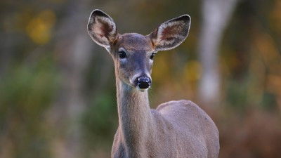 Still image for Wild Wild East season 1 episode 13: Deer Still image for Wild Wild East season 1 episode 13: Deer