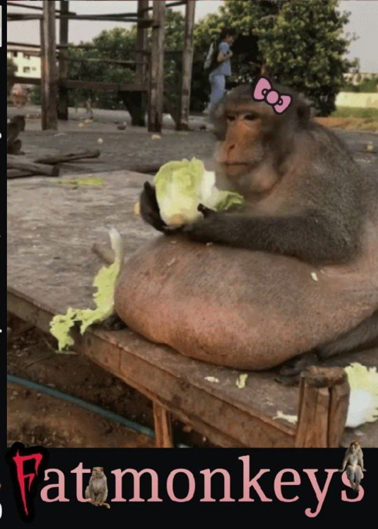 Imatge de Fat monkeys