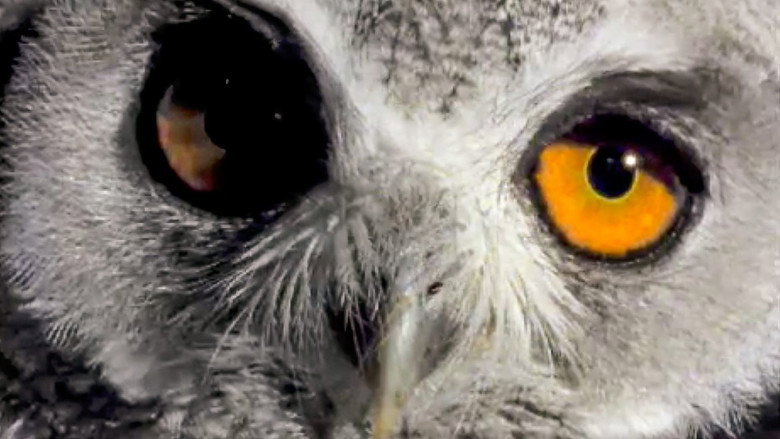 Still from The Life of Birds - Season 1 Episode 4