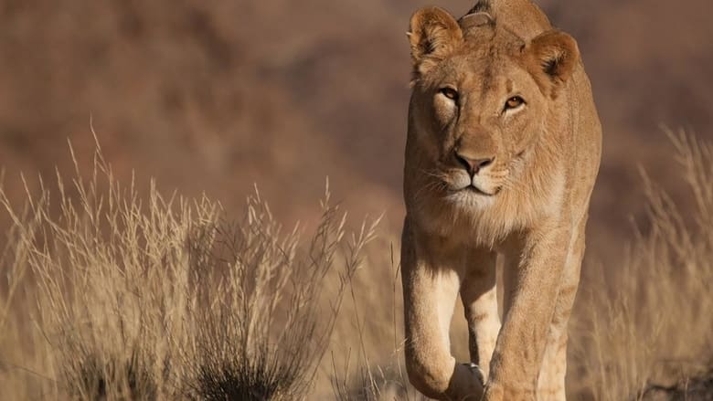Vanishing Kings - Lions of the Namib